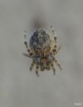 /album/araneidae/araneus-sp-jpg/